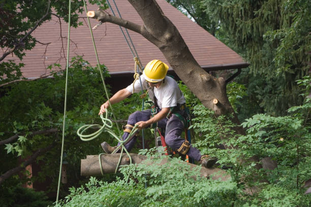 Best Storm Damage Tree Cleanup  in Griffith, IN